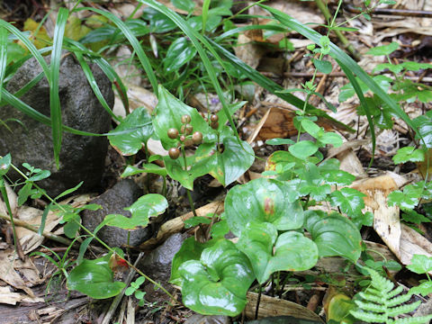 Maianthemum dilatatum