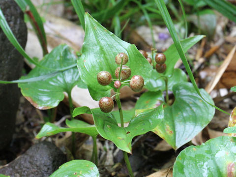 Maianthemum dilatatum