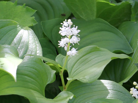 Maianthemum dilatatum