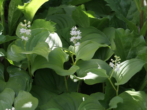 Maianthemum dilatatum