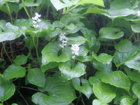 Maianthemum dilatatum