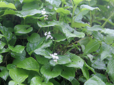 Maianthemum dilatatum