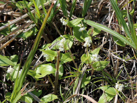 Maianthemum dilatatum