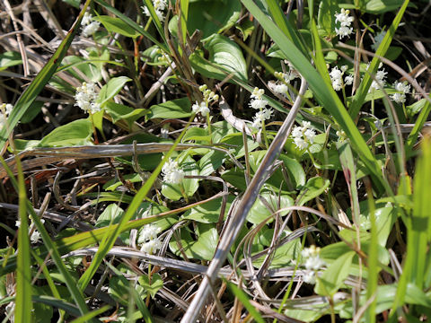 Maianthemum dilatatum