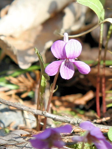 Viola violacea var. makinoi