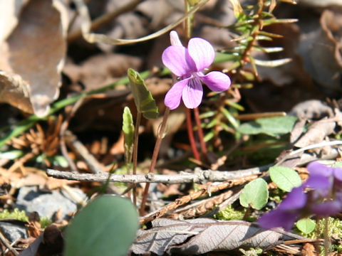 Viola violacea var. makinoi