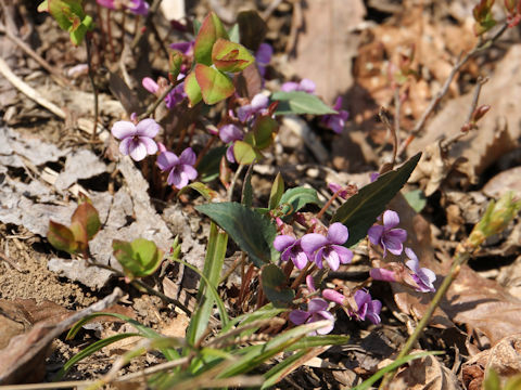 Viola violacea var. makinoi