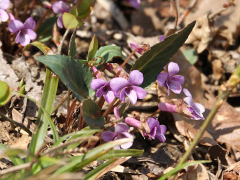 Viola violacea var. makinoi