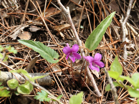 Viola violacea var. makinoi