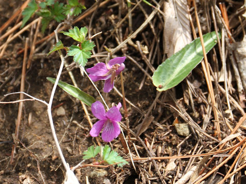 Viola violacea var. makinoi