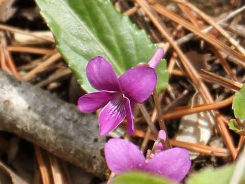 Viola violacea var. makinoi
