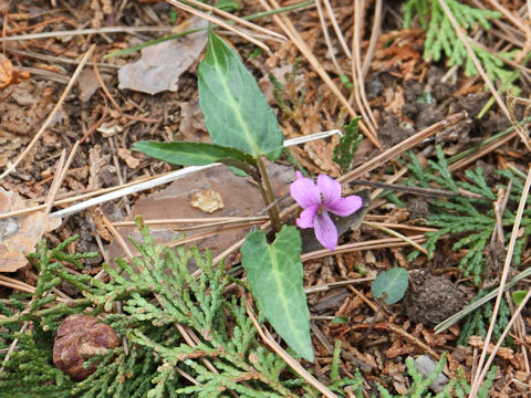 Viola violacea var. makinoi