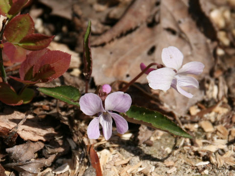 Viola violacea var. makinoi