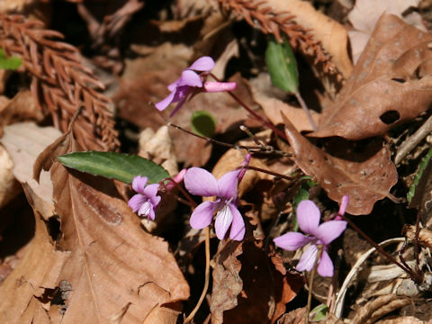 Viola violacea var. makinoi