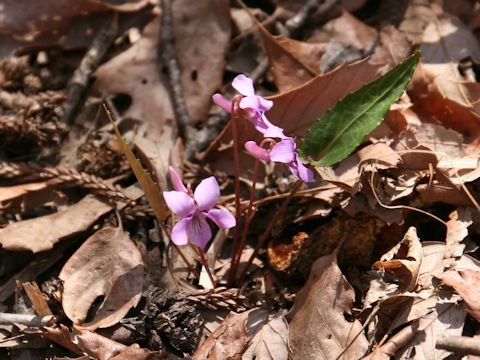 Viola violacea var. makinoi