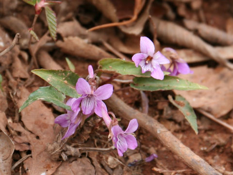 Viola violacea var. makinoi