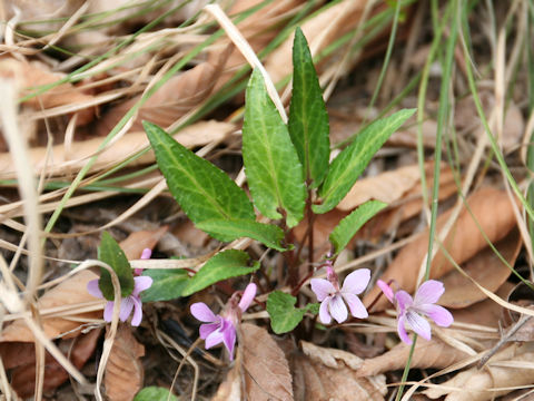 Viola violacea var. makinoi