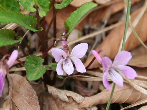 Viola violacea var. makinoi