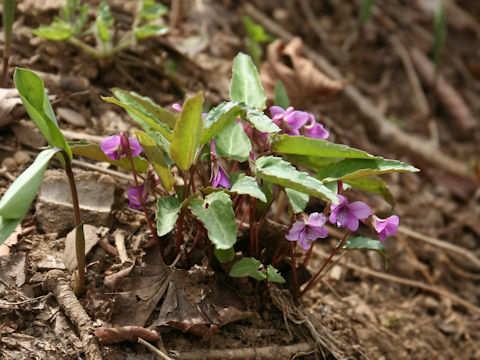 Viola violacea var. makinoi