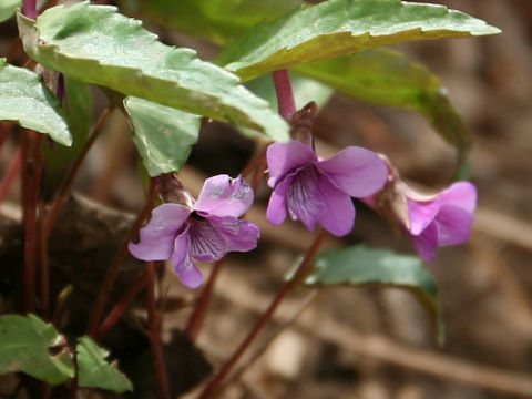 Viola violacea var. makinoi