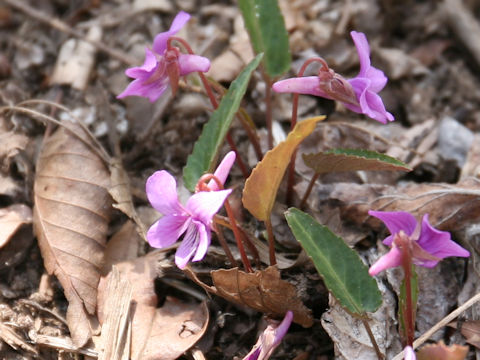 Viola violacea var. makinoi