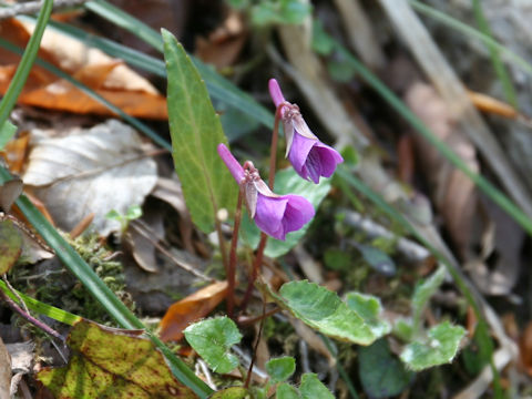 Viola violacea var. makinoi