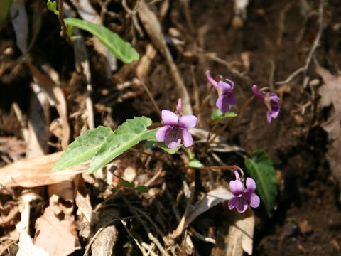 Viola violacea var. makinoi