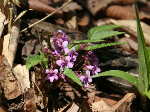 Viola violacea var. makinoi