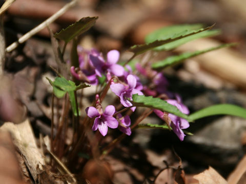 Viola violacea var. makinoi