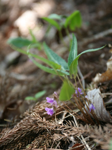 Viola violacea var. makinoi