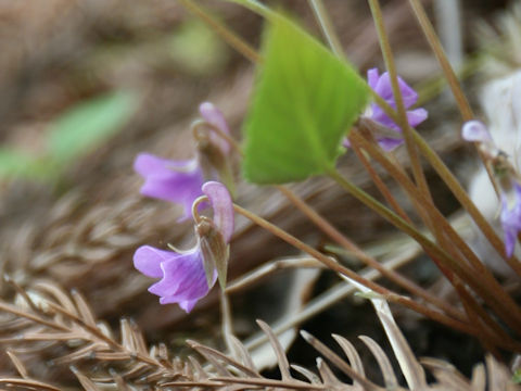 Viola violacea var. makinoi