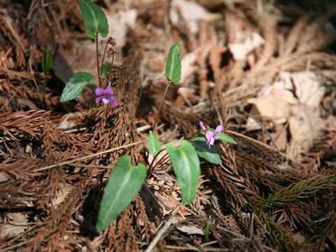 Viola violacea var. makinoi