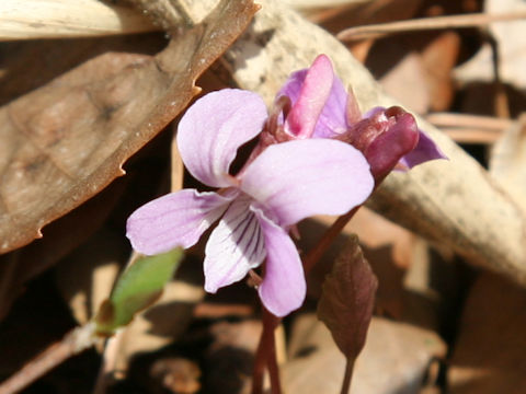 Viola violacea var. makinoi