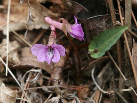Viola violacea var. makinoi