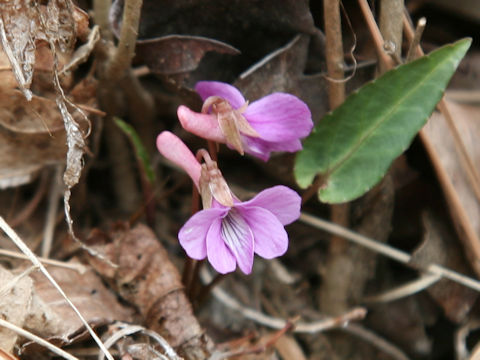 Viola violacea var. makinoi