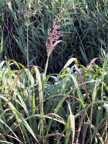 Zizania latifolia