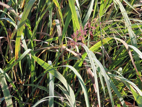 Zizania latifolia
