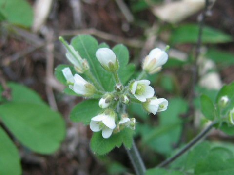 Cardamine tanakae