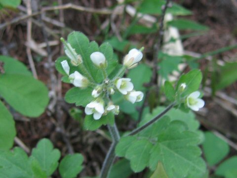 Cardamine tanakae