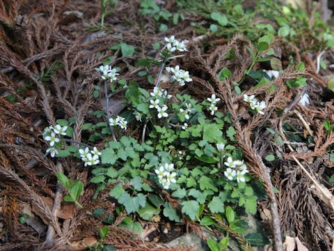 Cardamine tanakae