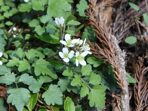 Cardamine tanakae