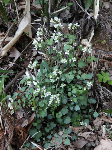 Cardamine tanakae