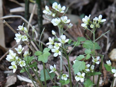 Cardamine tanakae