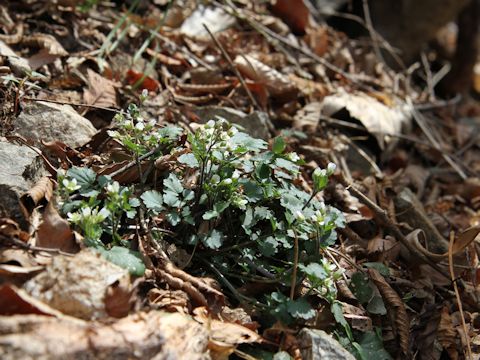 Cardamine tanakae