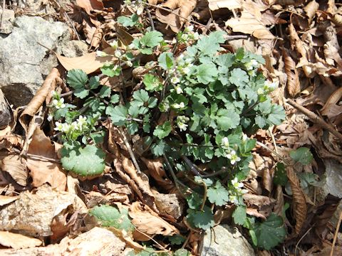 Cardamine tanakae