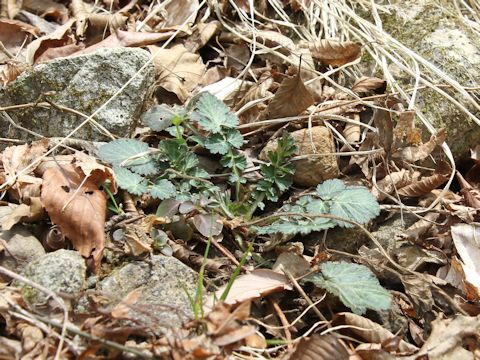 Cardamine tanakae