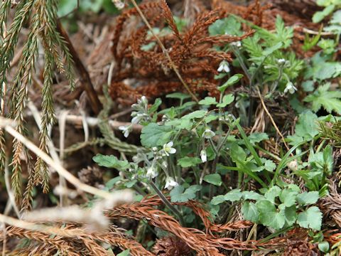 Cardamine tanakae