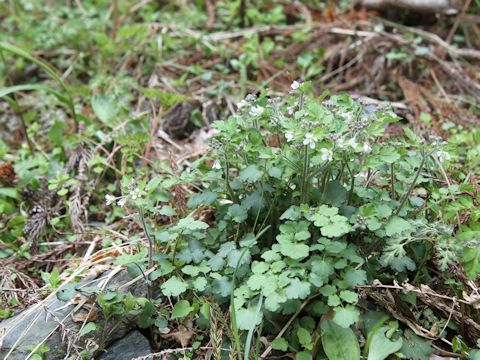 Cardamine tanakae