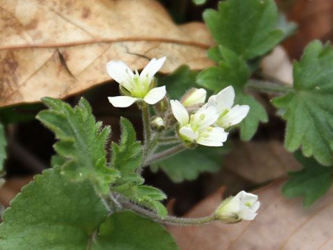 Cardamine tanakae