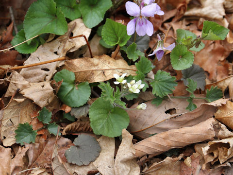 Cardamine tanakae